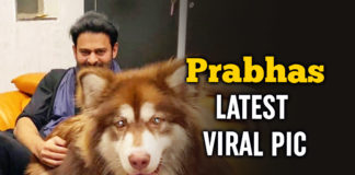 Prabhas Chills With Charmee's Pet Dog Husky In This Latest Picture
