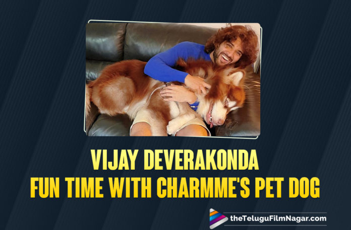 Vijay Deverakonda’s Cozy Moments With Charmme’s Pet Dog Is A Must See